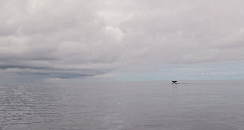 fin of a whale
